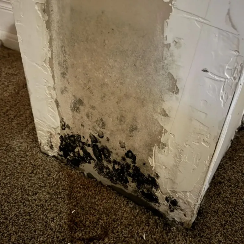 Professional Mold Removal in New Bedford, MA